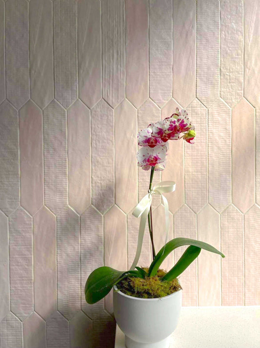 Phalaenopsis Orchid - Avalon Florals New Farm